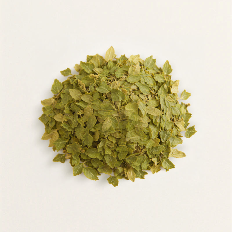 Organic Lemon Balm